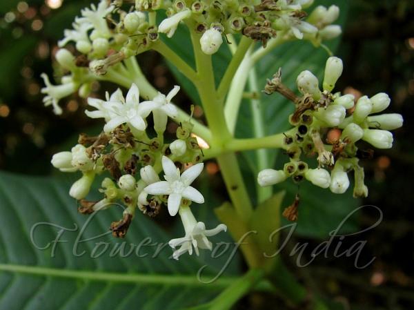 South Indian Wild Coffee